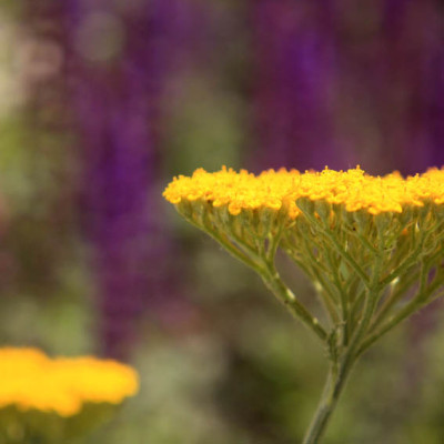 Achillea_Coronation_Gold_Salvia_nemorosa_Ostfriesland.jpg