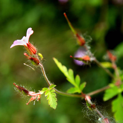 Geranium_robertianum.jpg