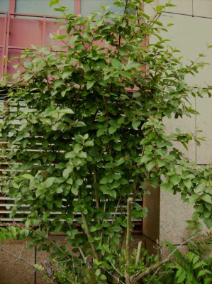 DSCI0001_Desktop_Auflosung.JPG