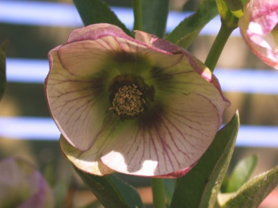 Helleb.Alfeld_picotee002.jpg