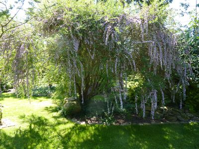 Buddleja_alternifolia_fars_2010.jpg