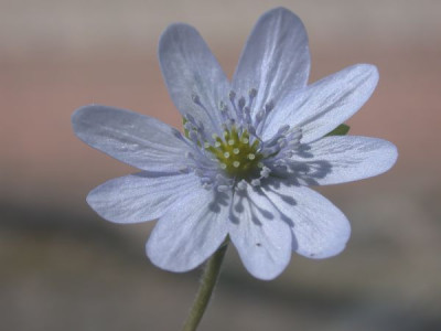Hep.hellblauHan05002.jpg