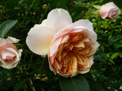 k-Ginger_Syllabub1.jpg