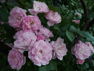 k-Kirschrose1.jpg