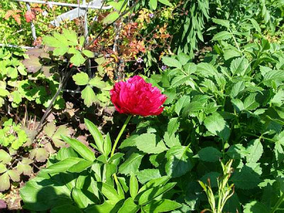 paeonia-offizinalis-juli.jpg