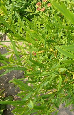 Hypericum_fars_2010.jpg