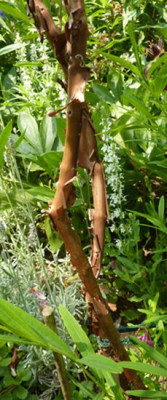 Hypericum_2_fars_2010.jpg