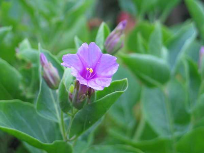 mirabilis-multiflora-bluete.jpg