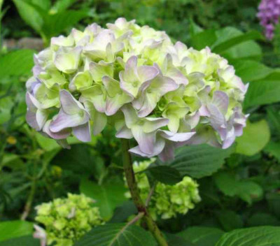 Hydrangea_macrophylla_Nikko_800x600.jpg