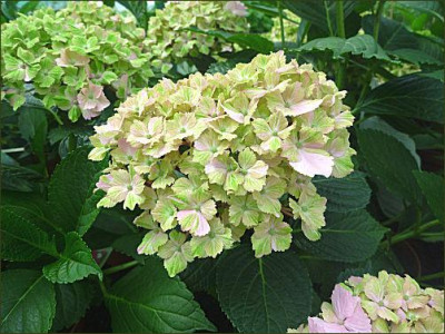 Hydrangea_Fantasia.jpg
