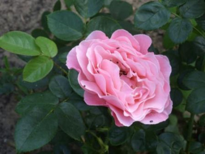 Tickled_Pink_mit_Besuch.JPG