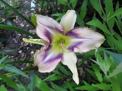 Hemerocallis_Destined_to_see126.jpg
