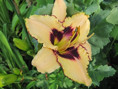 Hemerocallis_El_desperado116.jpg