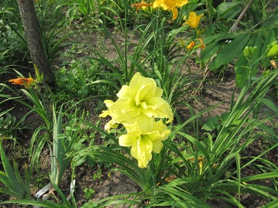 Hemerocallis_122.jpg