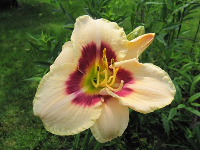Hemerocallis_114.jpg