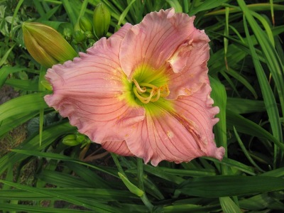 Hemerocallis_115.jpg