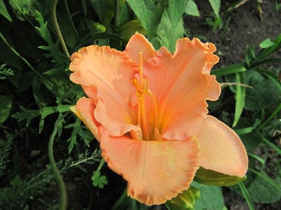 Hemerocallis_117.jpg