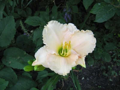 Hemerocallis_127.jpg