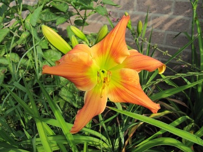 Hemerocallis_125.jpg