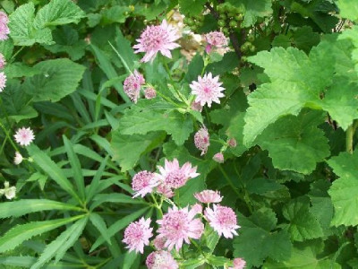 100_3494_ASTRANTIA_Pink_Pride_-cascade-____500.jpg