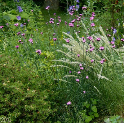 dianthus-giganteus-290610.jpg