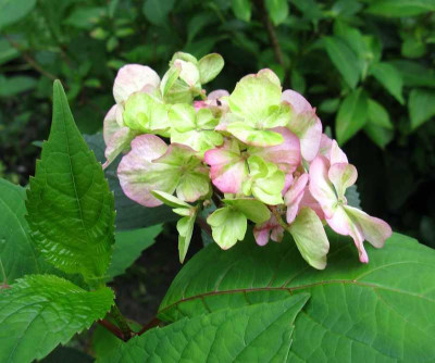 Hydrangea_serrata_Preziosa_2010_1_800x600.jpg
