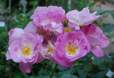 Escapade_0010__74409.jpg