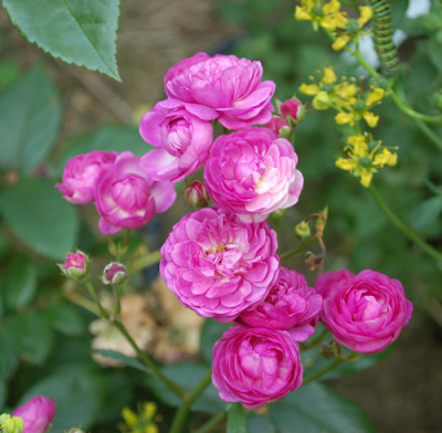 Excellenz_von_Schubert_0010__S3_74434.jpg