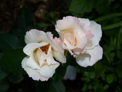 Lilac_charme_bl.jpg