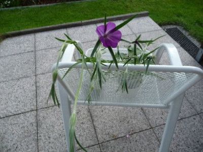 P1000956neu.jpg