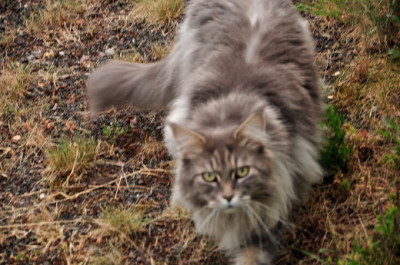 Nachbars_Katz.JPG