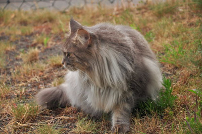 Nachbars_Katz_2.JPG
