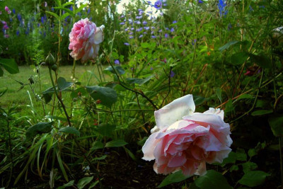 desdemona_20100630_2.jpg
