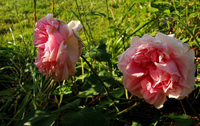 desdemona_20100630_1.jpg