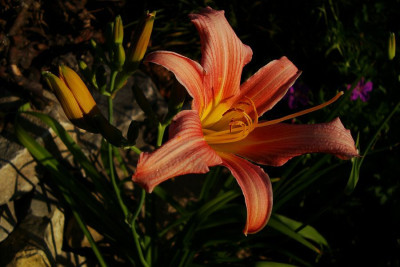 cara_mia_2010.jpg