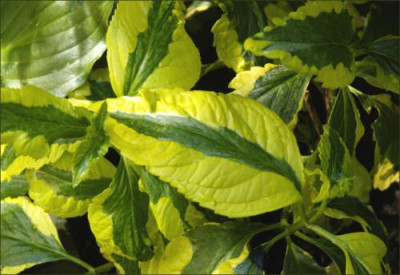 macrophylla_Pirates_Gold.jpg
