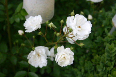 Rose_Unschuld_0410.jpg