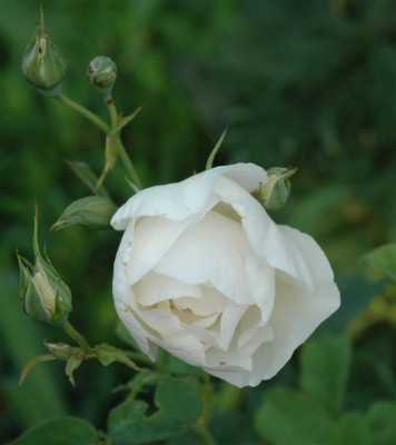 B4196a_Large.JPG