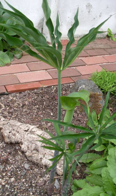 comp_Arisaema_01.07.10.jpg