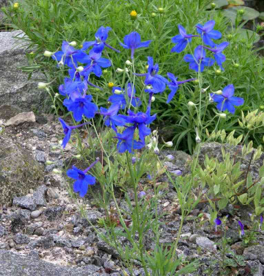 comp_Delphinum_grandiflorum_01.07.10.jpg