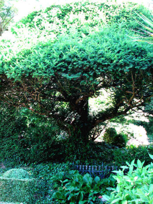 taxus_geformt.jpg