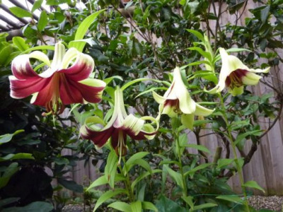 Lilium_nepalense_2010.jpg