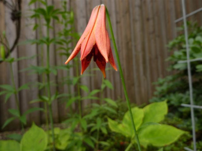 Lilium_grayii_2010.jpg