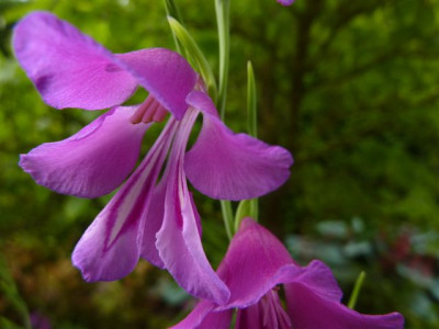 Gladiolus_palustris_2010.jpg