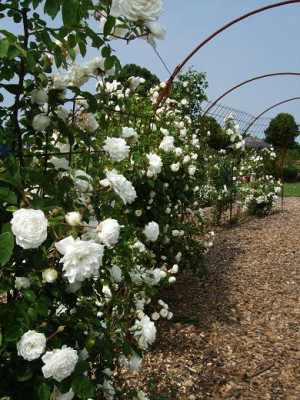 rosenpark_labenz_5.JPG