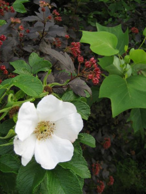 2010-07-01_Rosa_rugosa.jpg
