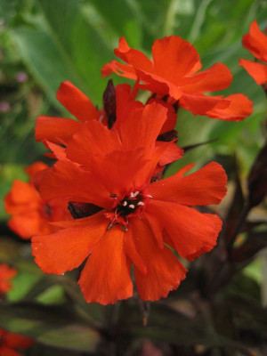 2010-07-01_Lychnis_x_arkwrightii_Vesuvius.jpg