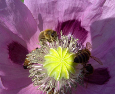mohnbienen_004-1_Desktop_Auflosung.jpg