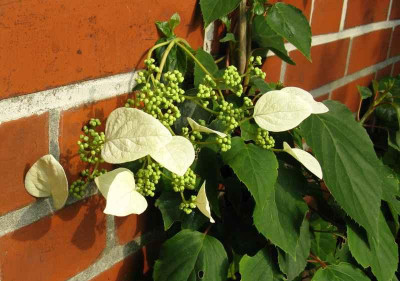 Schizophragme_hydrangeoides_800x600.jpg