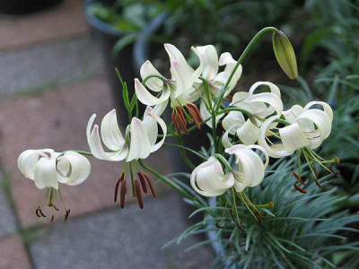 l.cernuum-2010b.jpg